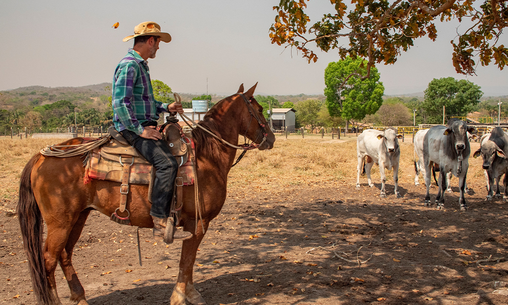 Compañía de Desarrollo agropecuario