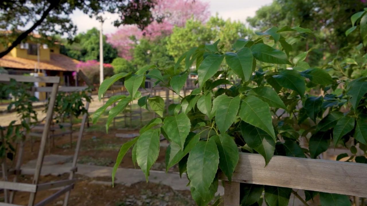 Superseis plantó 1.820 arbolitos para seguir construyendo una comunidad sostenible