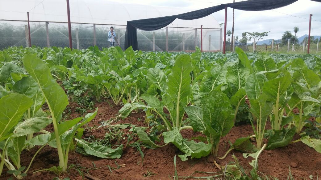 Familias de productores de Villarrica se benefician a través del trabajo en sus propias huertas